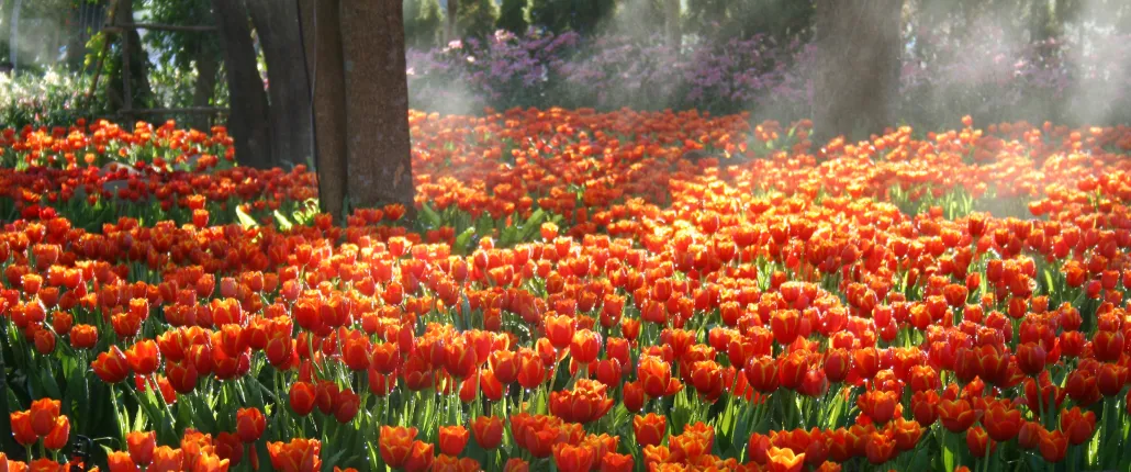 Orange Park Endodontics